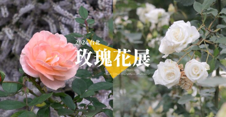 【2024台北玫瑰花展】今年花況不太好