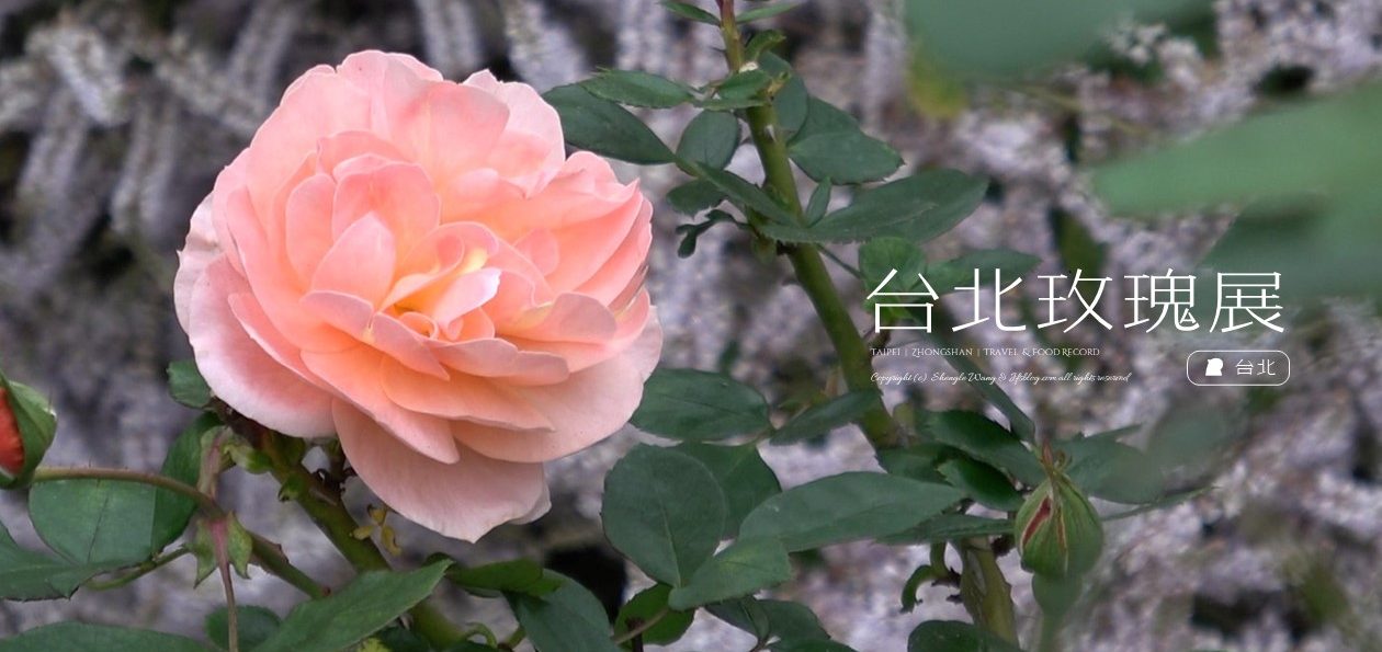 「2024台北玫瑰展」遊記！今年花況不太好